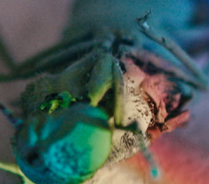 Meine Verwandlung nach Franz Kafka - JTR Rosenheim